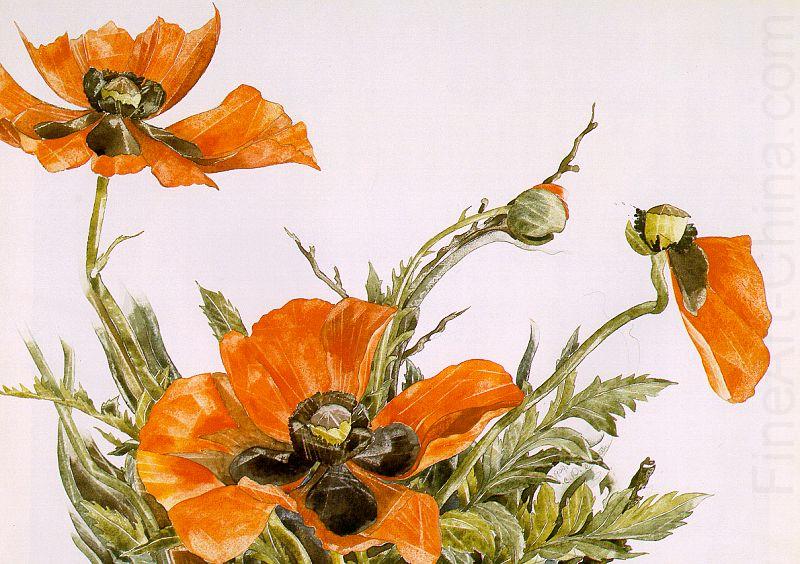 Demuth, Charles Poppies china oil painting image